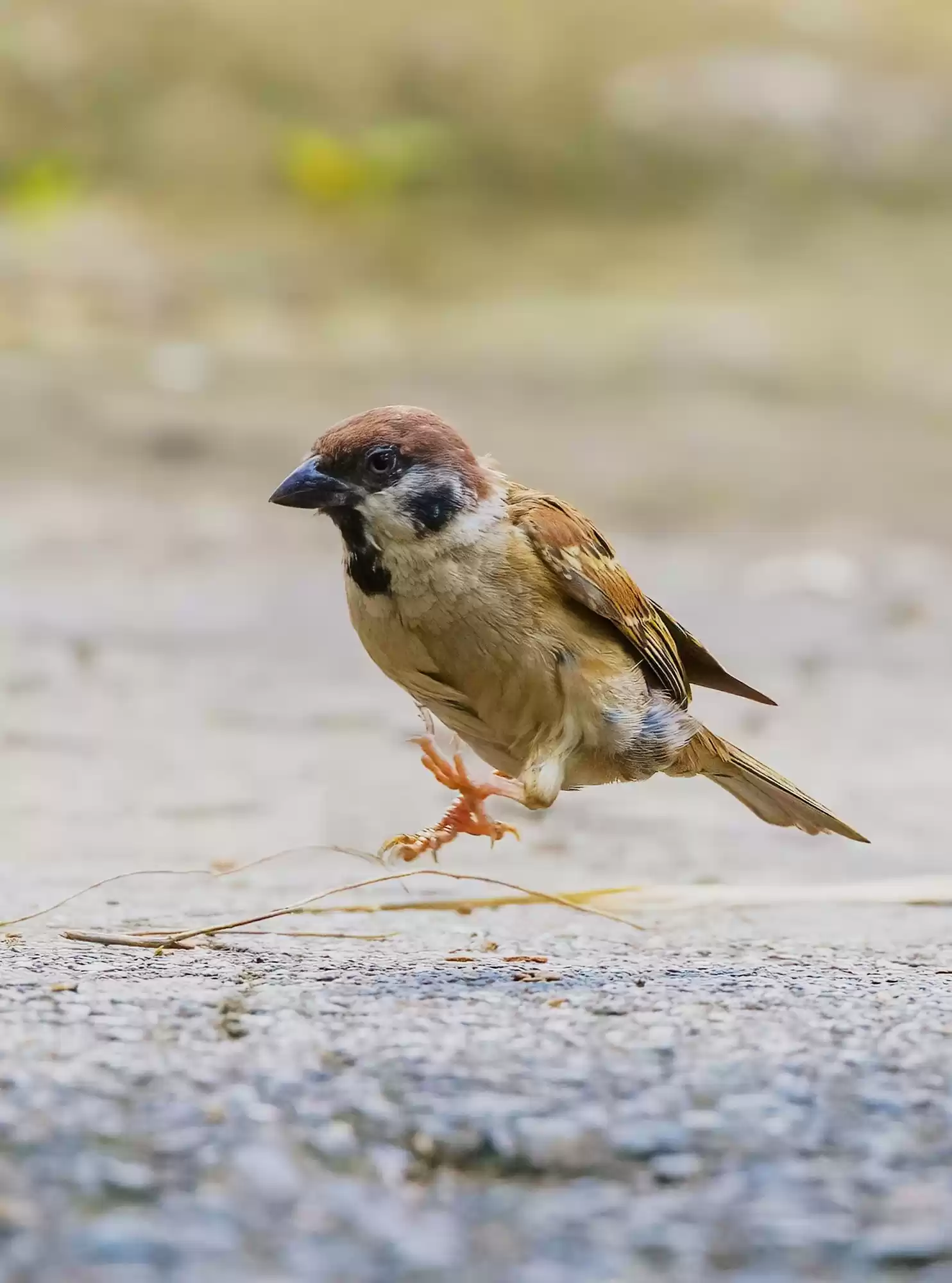 翎羽凝光 佳能EOS R5 Mark II生态摄影深度体验