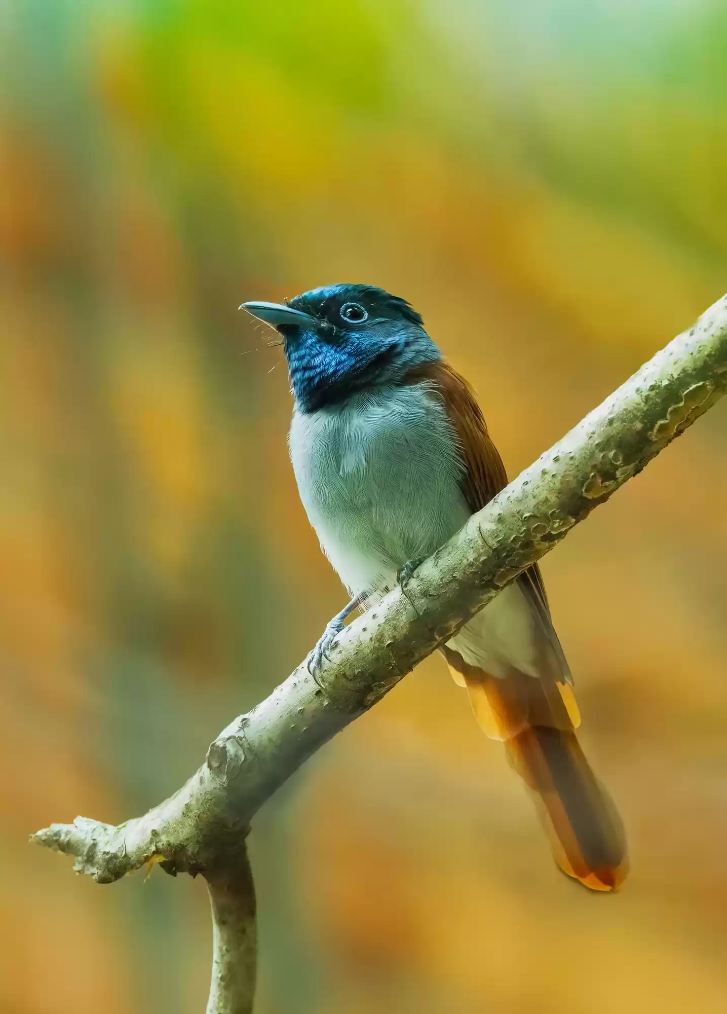 翎羽凝光 佳能EOS R5 Mark II生态摄影深度体验