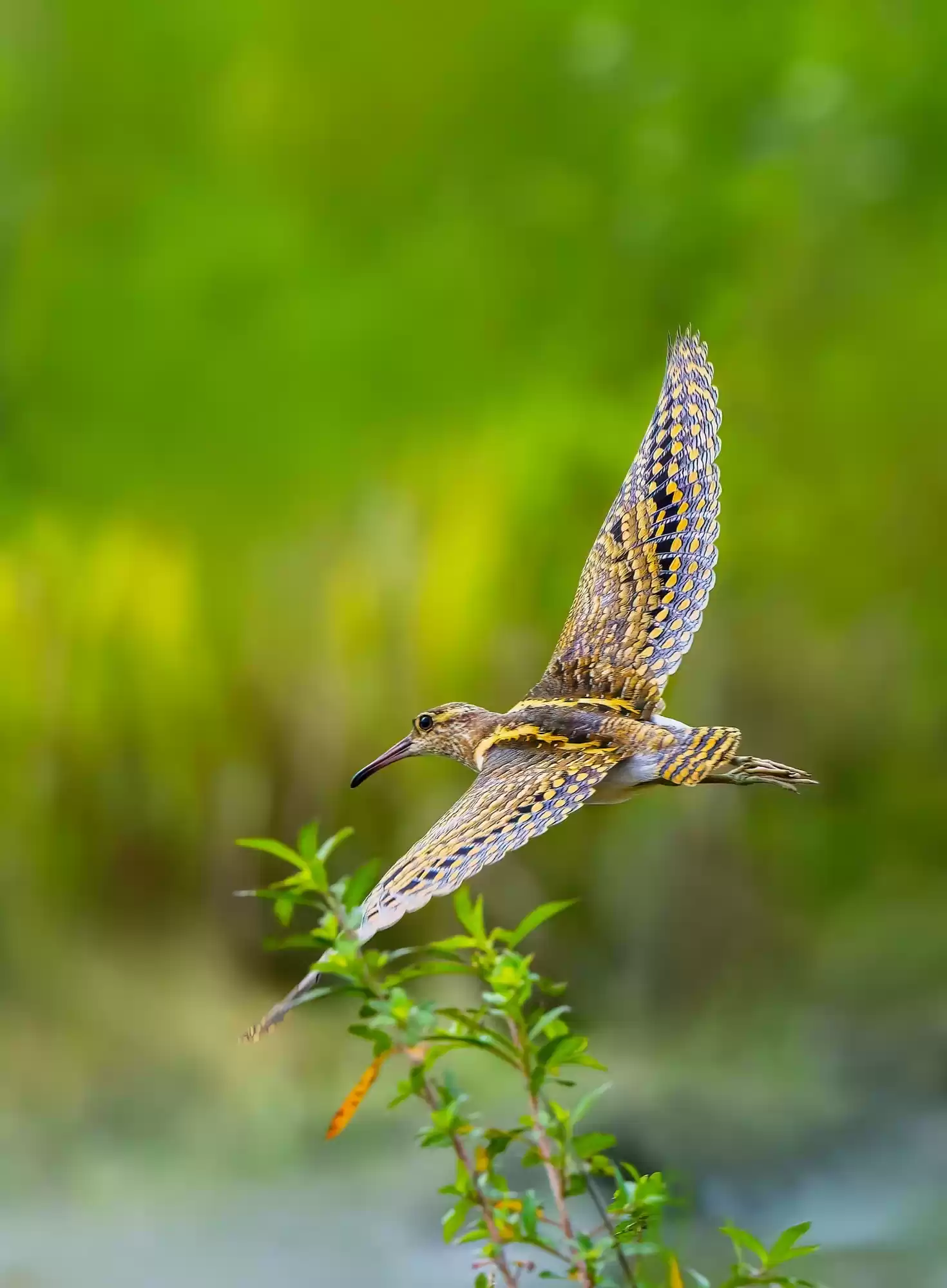 翎羽凝光 佳能EOS R5 Mark II生态摄影深度体验