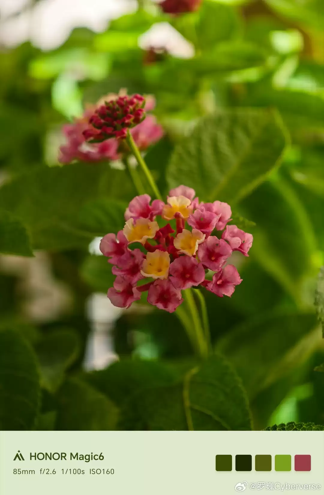 荣耀 AiMAGE 影像全新水印曝光,罗巍透露色块设计元素“是有用的”