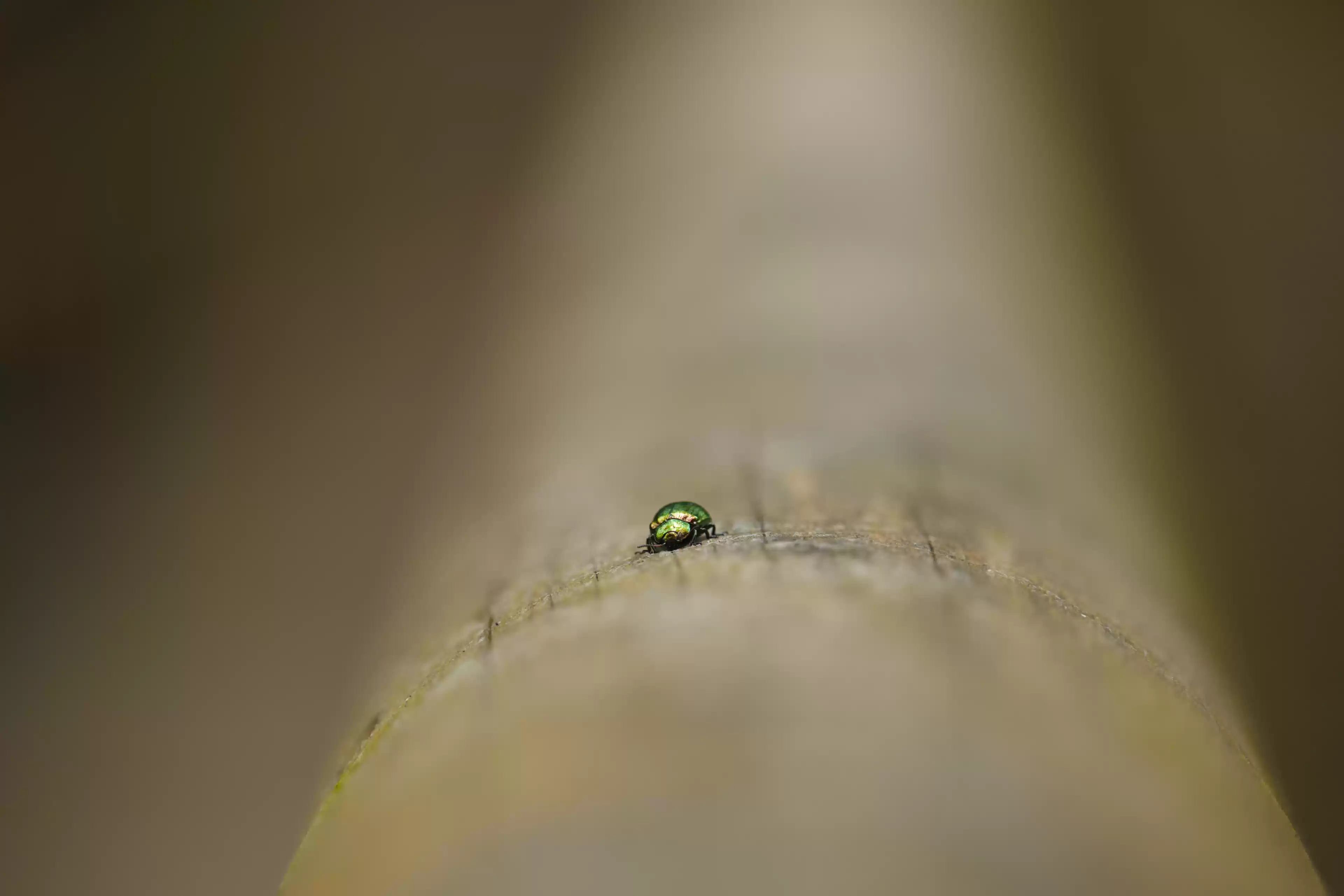 SIGMA发布 SIGMA发布