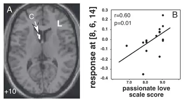 人为什么会“恋爱脑” 到底是不是病