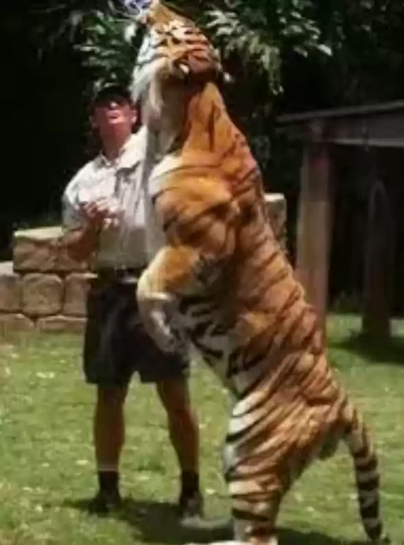 成年老虎的肌肉 还是相当惊人的!