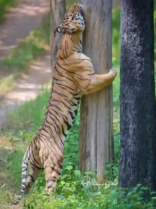 成年老虎的肌肉 还是相当惊人的!