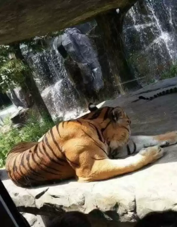 成年老虎的肌肉 还是相当惊人的!