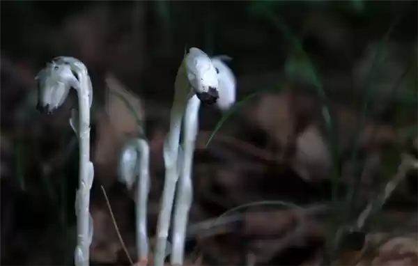 “冥界之花”水晶兰在四川广元被发现：非兰花 食腐而生