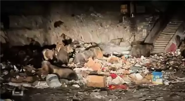 场面壮观！西藏一垃圾站30多只藏马熊集体觅食