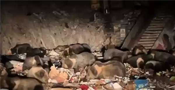 场面壮观！西藏一垃圾站30多只藏马熊集体觅食