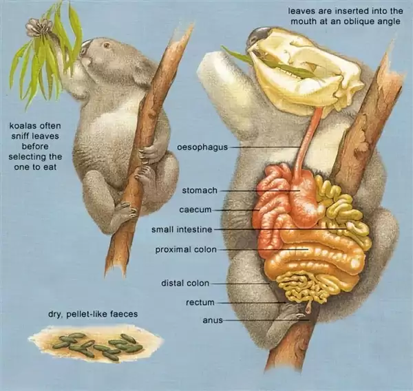 为了生存 澳大利亚考拉逐渐进化成可爱的傻瓜