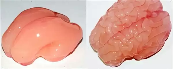 为了生存 澳大利亚考拉逐渐进化成可爱的傻瓜