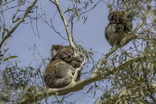 为了生存 澳大利亚考拉逐渐进化成可爱的傻瓜