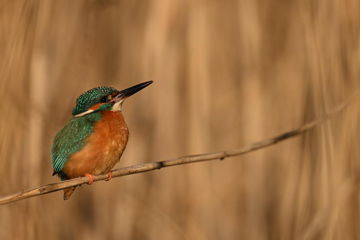 出色的长焦变焦镜头 尼克尔 Z 180-600mm f/5.6-6.3 VR今日开售