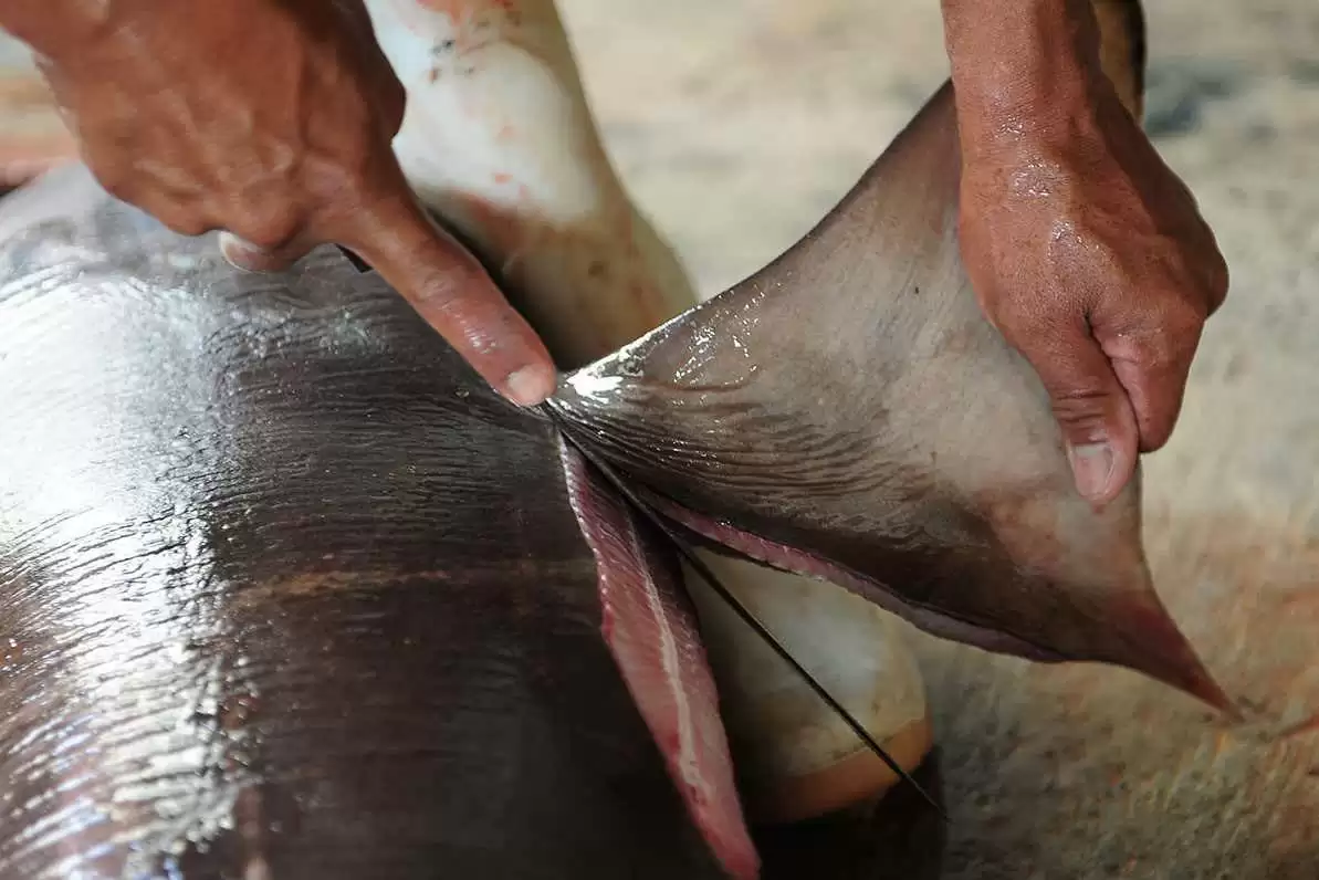 渔民用利刃割下鱼鳍