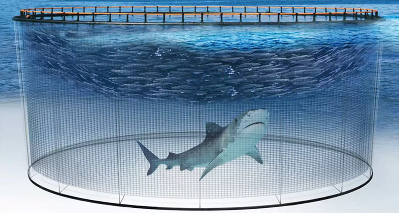 人工饲养鲨鱼可行吗?