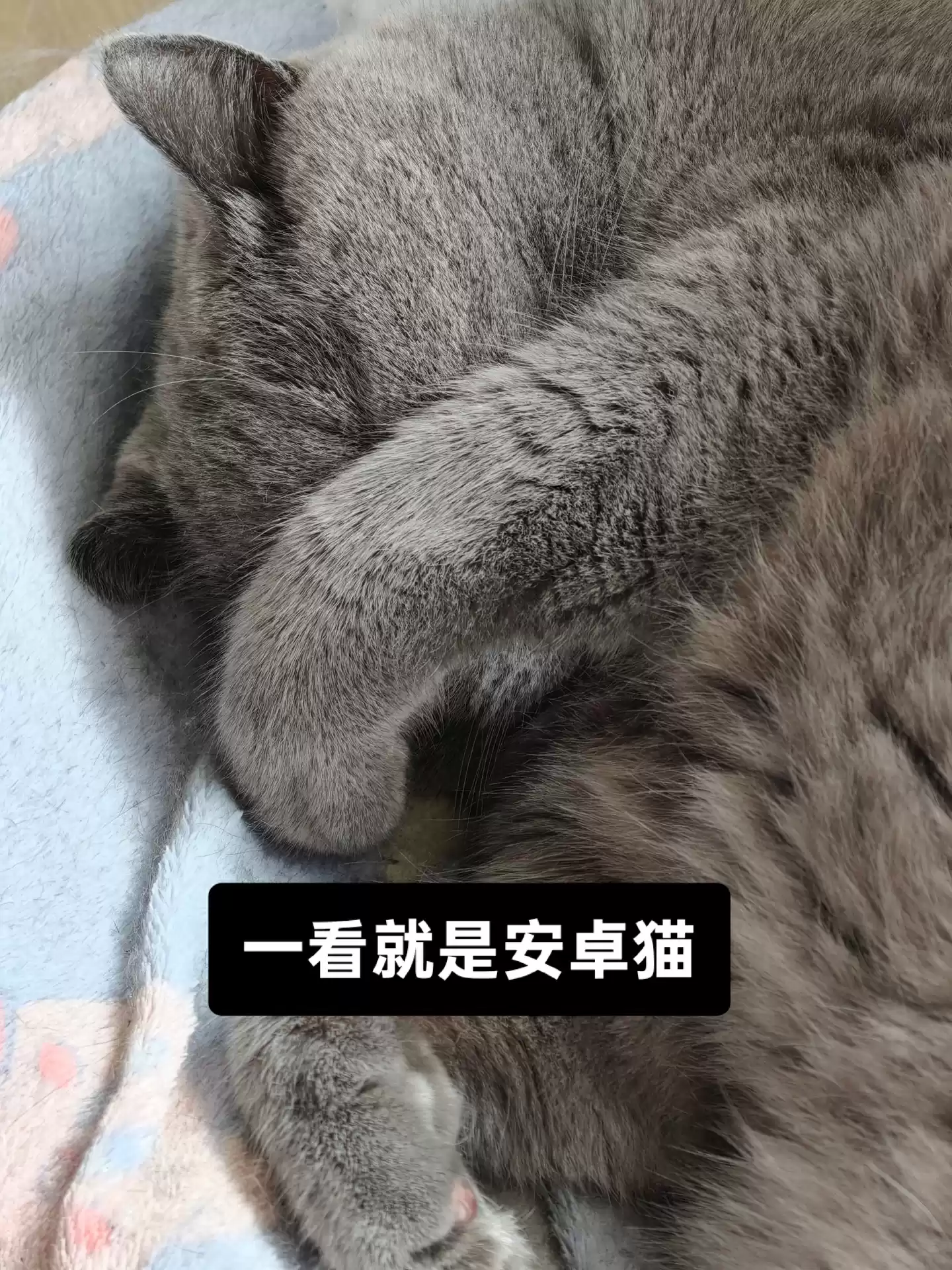 OPPO 陈希：在早期安卓时代，和苹果的体验有比较大的差距，总有人想为安卓用户打上思想钢印来形成意识上的优越性