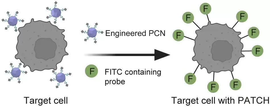 免疫治疗重要突破：我国科研人员开发出可精准识别癌细胞的“纳米标记机器人”