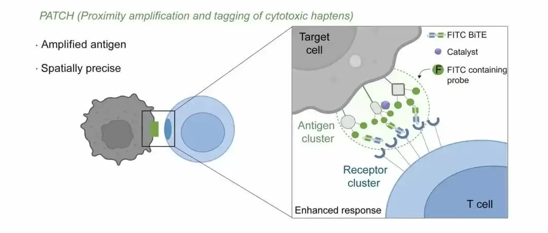 免疫治疗重要突破：我国科研人员开发出可精准识别癌细胞的“纳米标记机器人”