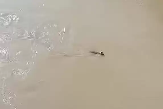 惊呼“是龙吗” 游客称虎跳峡现头上有角不明生物:官方回应