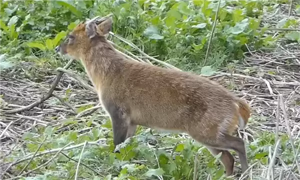 惊呼“是龙吗” 游客称虎跳峡现头上有角不明生物:官方回应