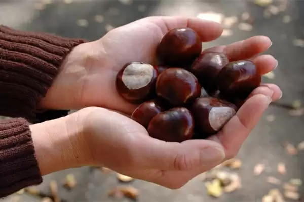 男子打板栗:左眼扎入19根刺险失明