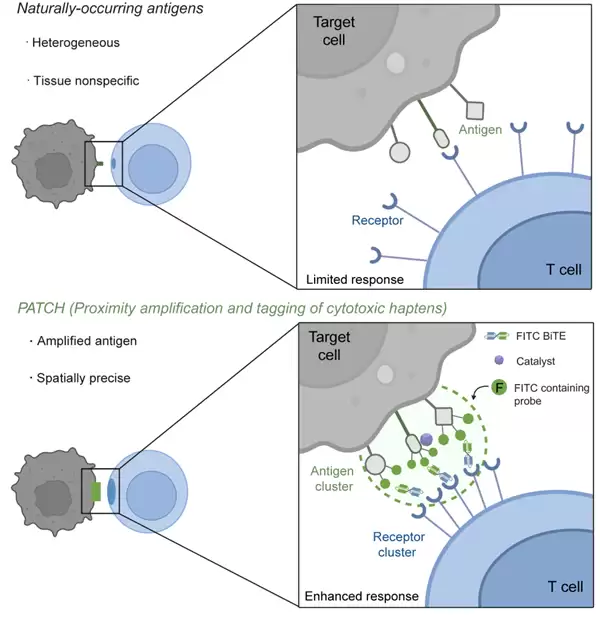 中科院开发出“纳米机器人”:给癌细胞贴通缉令 精准打击