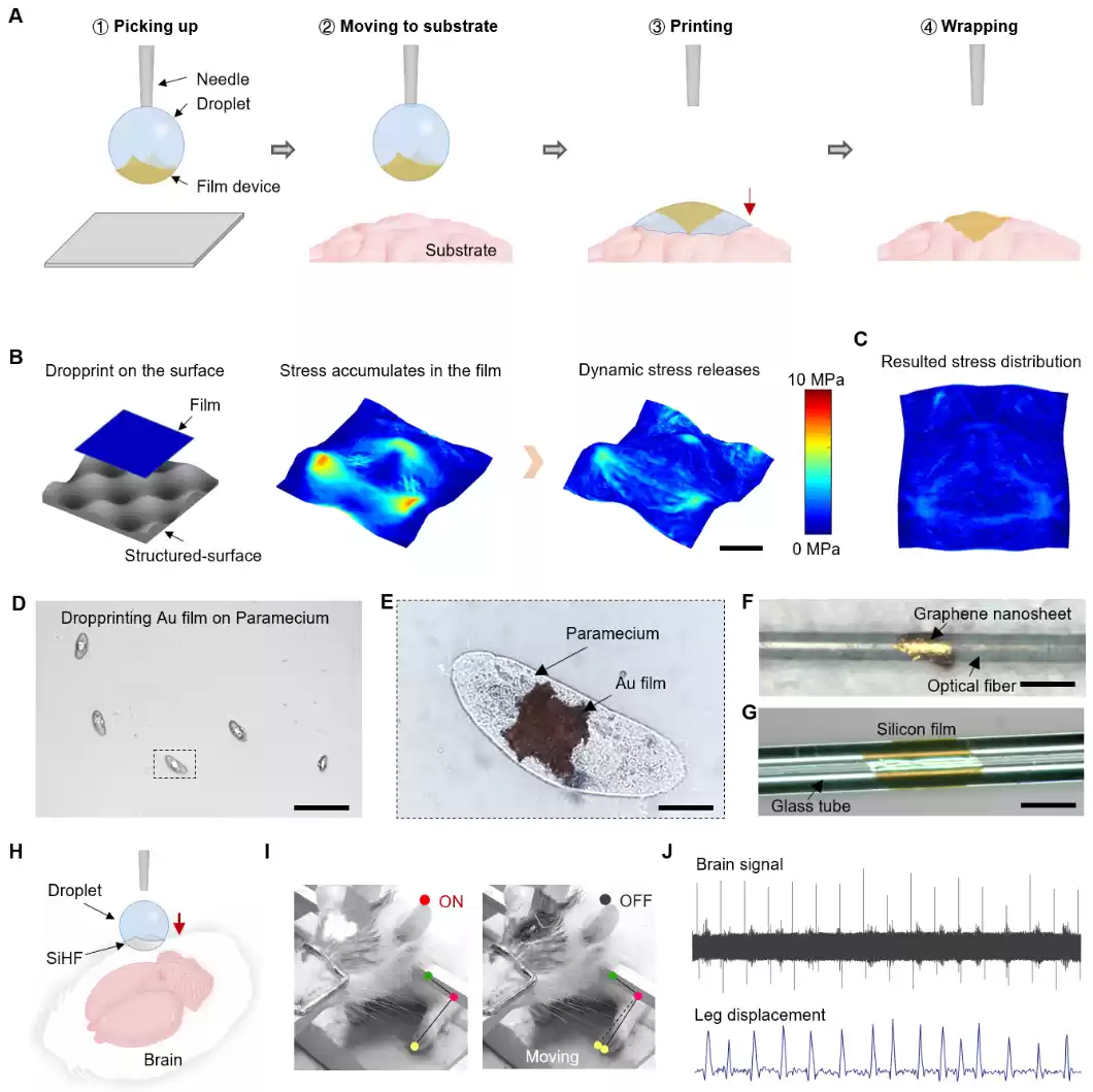 中国科学家利用“一滴水”，将超薄电子器件无损转移到三维曲面上