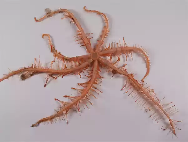 忍不住想要上手摸一摸！阿根廷海底发现翘臀派大星