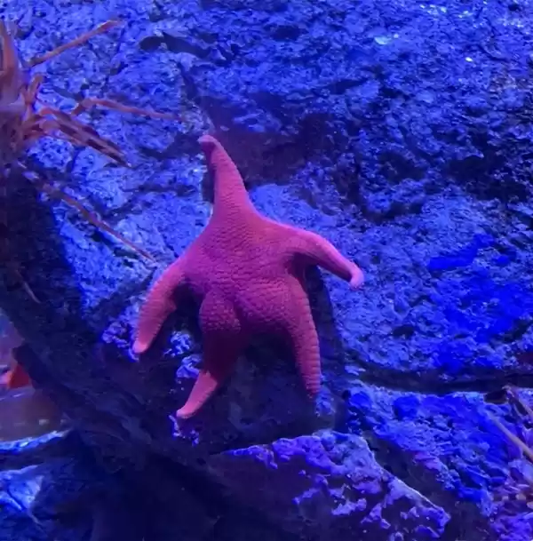 忍不住想要上手摸一摸！阿根廷海底发现翘臀派大星