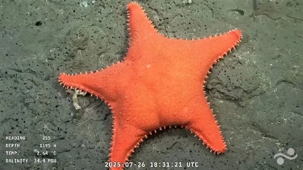 忍不住想要上手摸一摸！阿根廷海底发现翘臀派大星