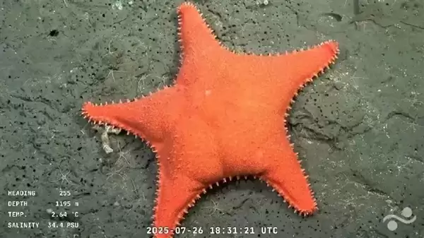 忍不住想要上手摸一摸！阿根廷海底发现翘臀派大星