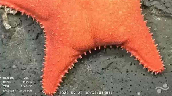 忍不住想要上手摸一摸！阿根廷海底发现翘臀派大星