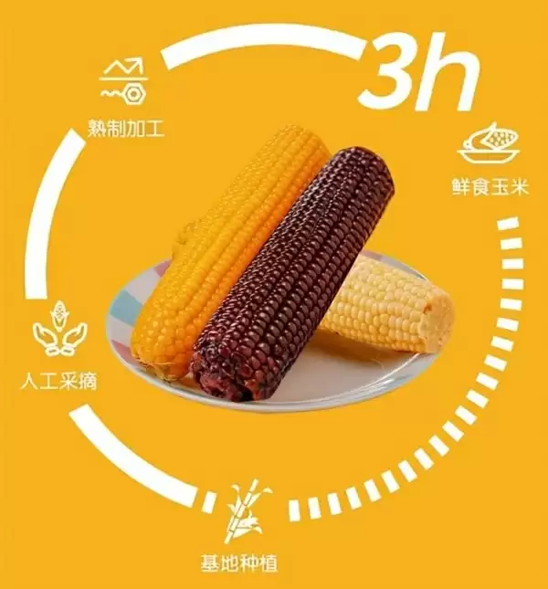 鲜香甜糯 刘老杆东北甜糯玉米16.9元8穗大促