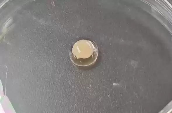 新突破！我国科学家培育出世界最大尺寸人造心脏