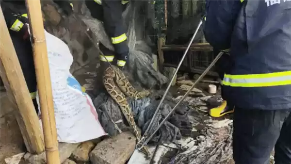 土鸡被40斤蟒蛇吞食 女子试图抓捕 结果吓出一身冷汗