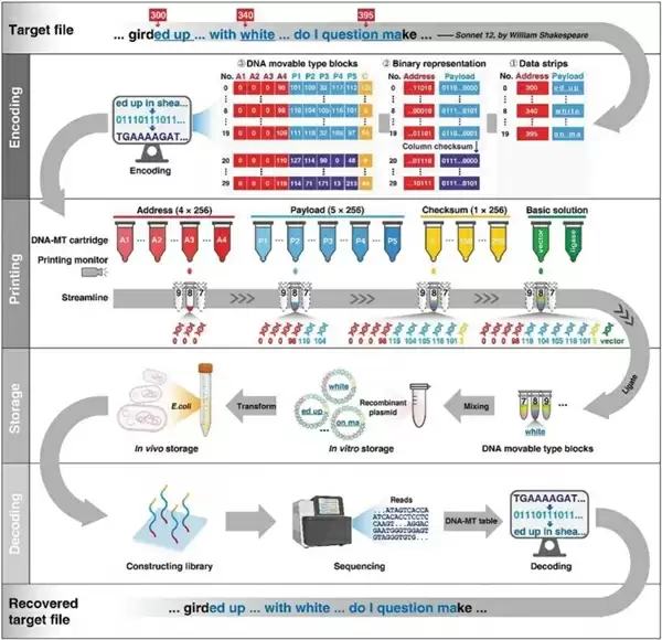 给DNA装“活字” 我国自主研发“毕昇一号”实现存储技术跨越