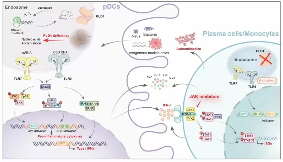我国红斑狼疮研究新突破，浙大团队首次证实基因缺陷致病机制