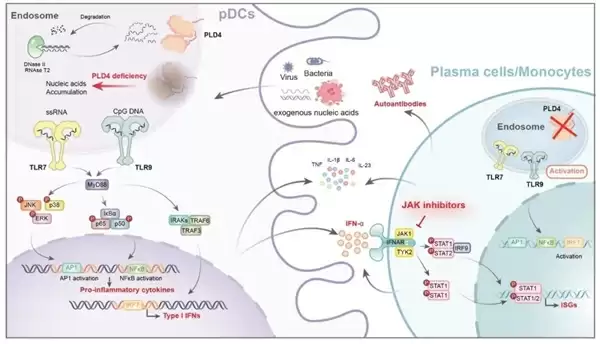 首次证实！红斑狼疮研究取得新突破