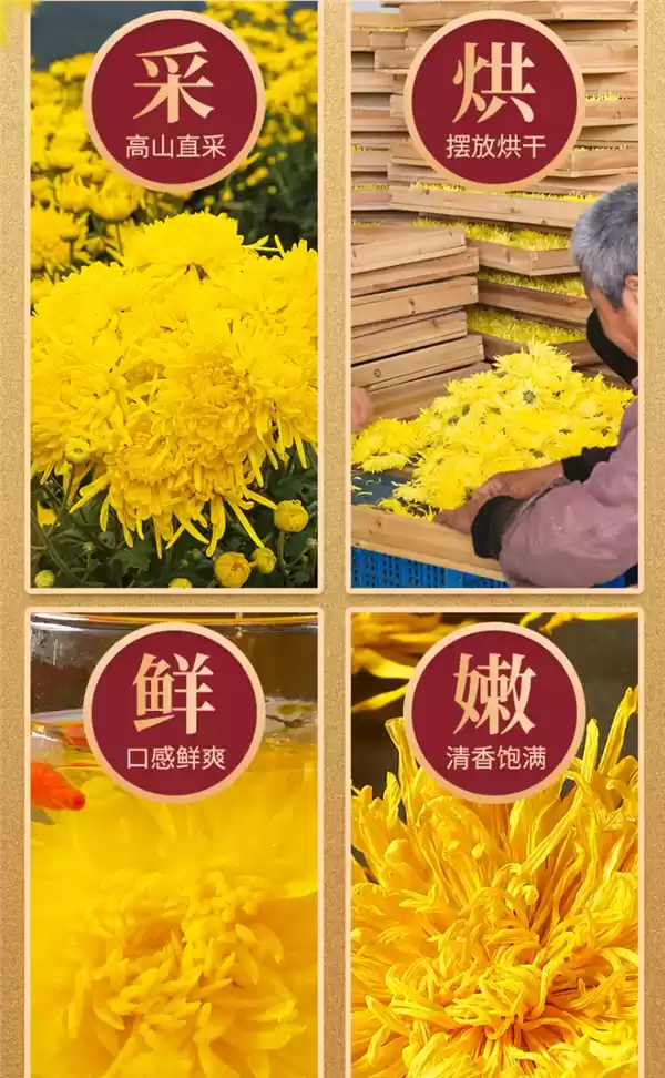 菊香浓郁:徽春堂金丝皇菊约50朵5.9元大促