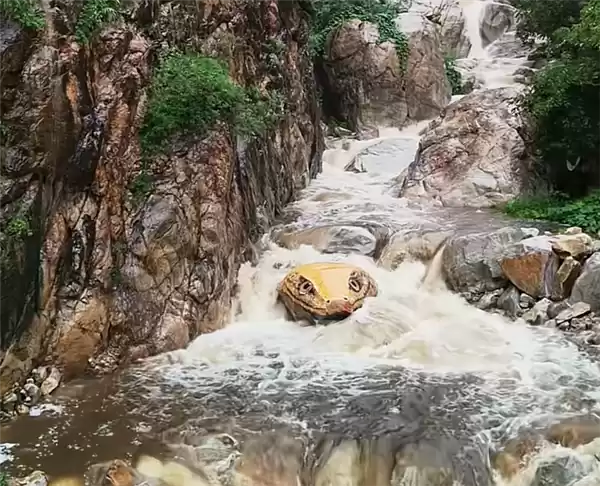 河南一景点石头被彩绘成巨型蛇头 栩栩如生 让人心惊