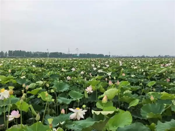 荷花的香味到底来源于哪里