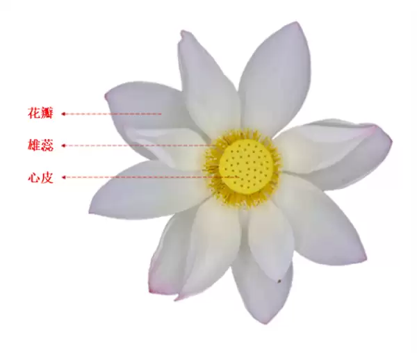 荷花的香味到底来源于哪里
