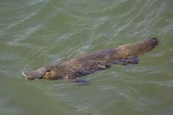 1000多万年后 Y染色体可能要消失 到时男性会怎么样