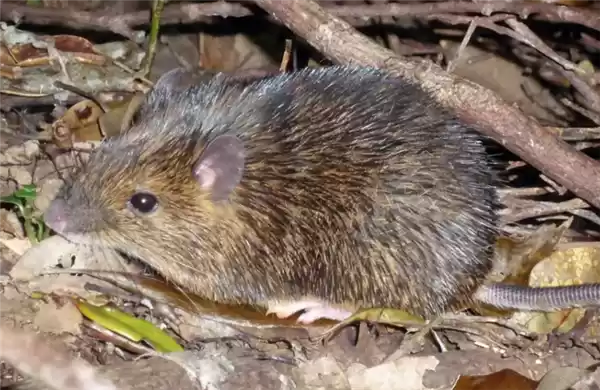 1000多万年后 Y染色体可能要消失 到时男性会怎么样