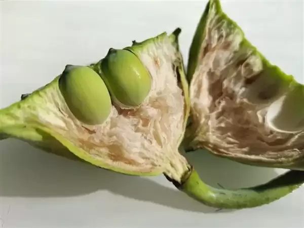 高碳水却低GI的应季美食:三高也能放心吃!错过后悔一年