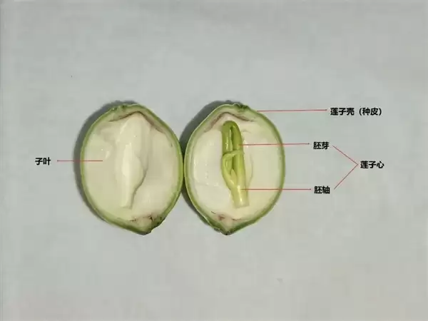 高碳水却低GI的应季美食:三高也能放心吃!错过后悔一年