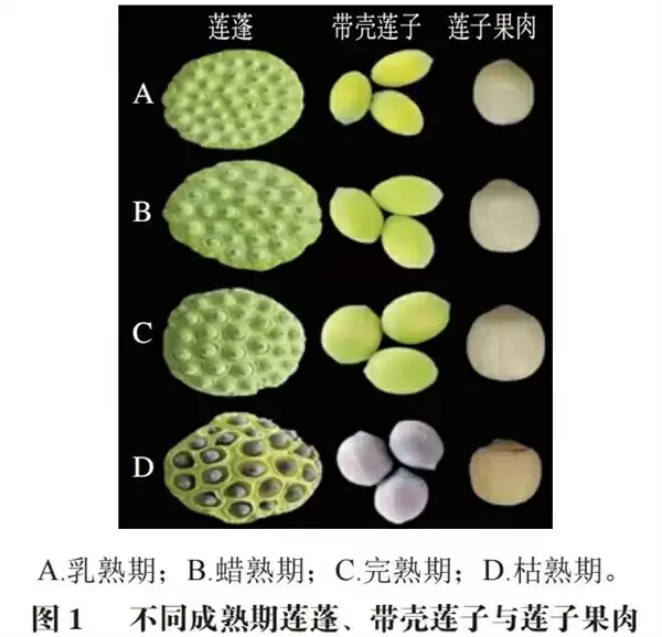 高碳水却低GI的应季美食:三高也能放心吃!错过后悔一年