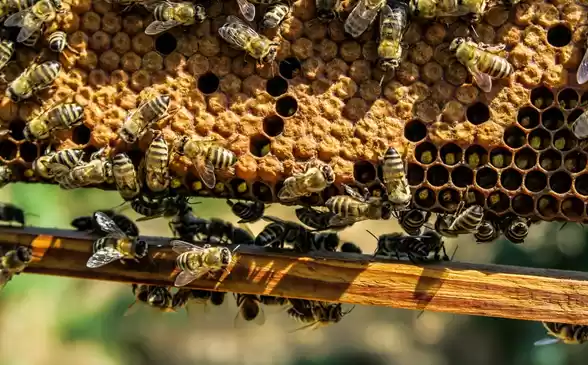 女童被蜜蜂蜇伤30分钟后不幸身亡:母亲未选择3分钟可达的社区医院