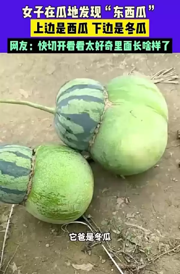 女子在瓜地发现“东西瓜”:它妈是西瓜 它爸是冬瓜 网友好奇里面长啥样