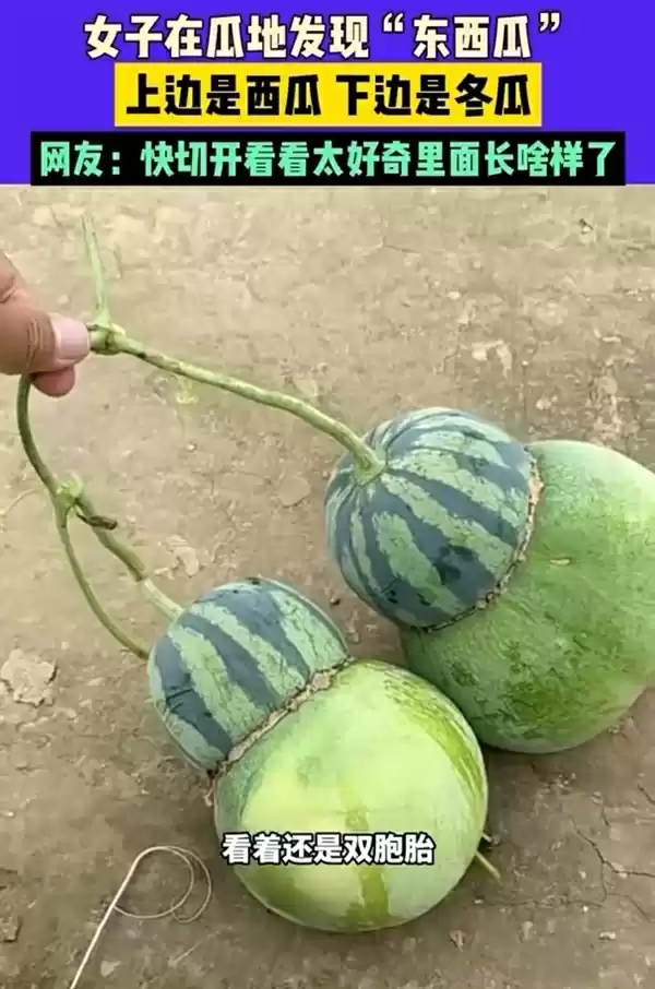 女子在瓜地发现“东西瓜”:它妈是西瓜 它爸是冬瓜 网友好奇里面长啥样