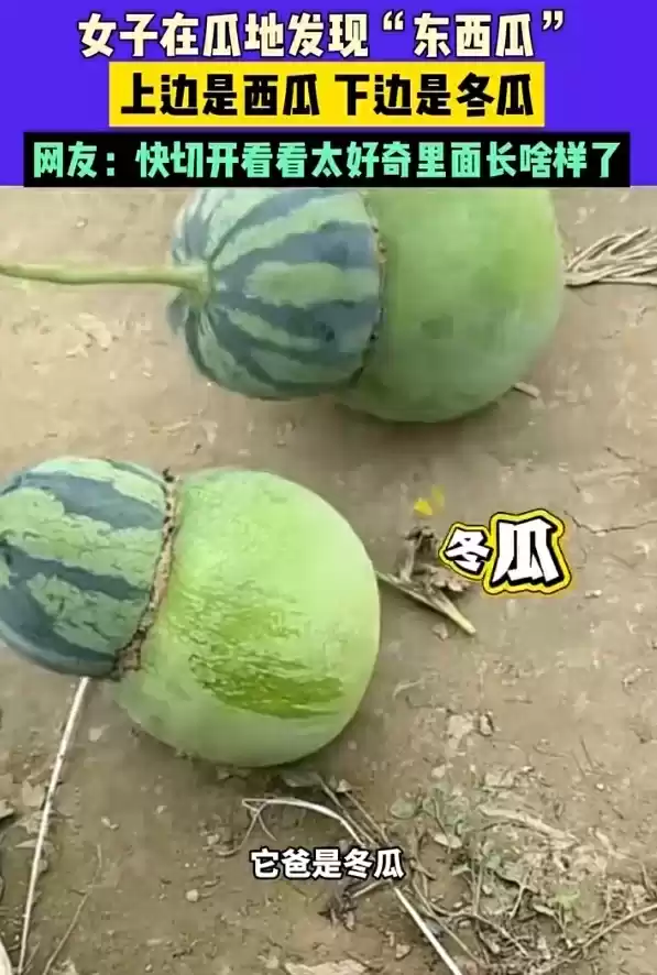 女子在瓜地发现“东西瓜”:它妈是西瓜 它爸是冬瓜 网友好奇里面长啥样